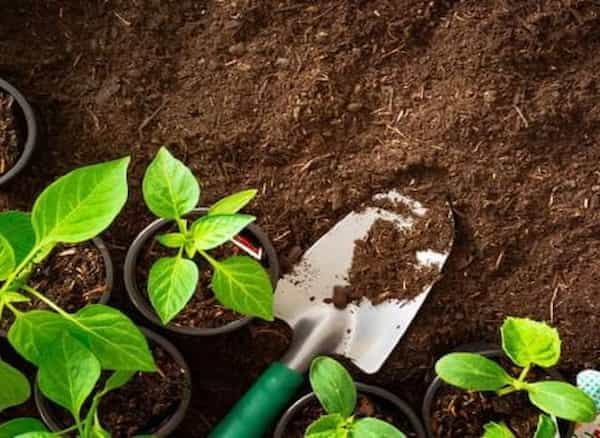 تصویر 4 از قیمت خرید خاک سبک روف گاردن کیمیا کمپوست + فروش ویژه